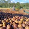 Yirgacheffe Beloya 2-min.jpg